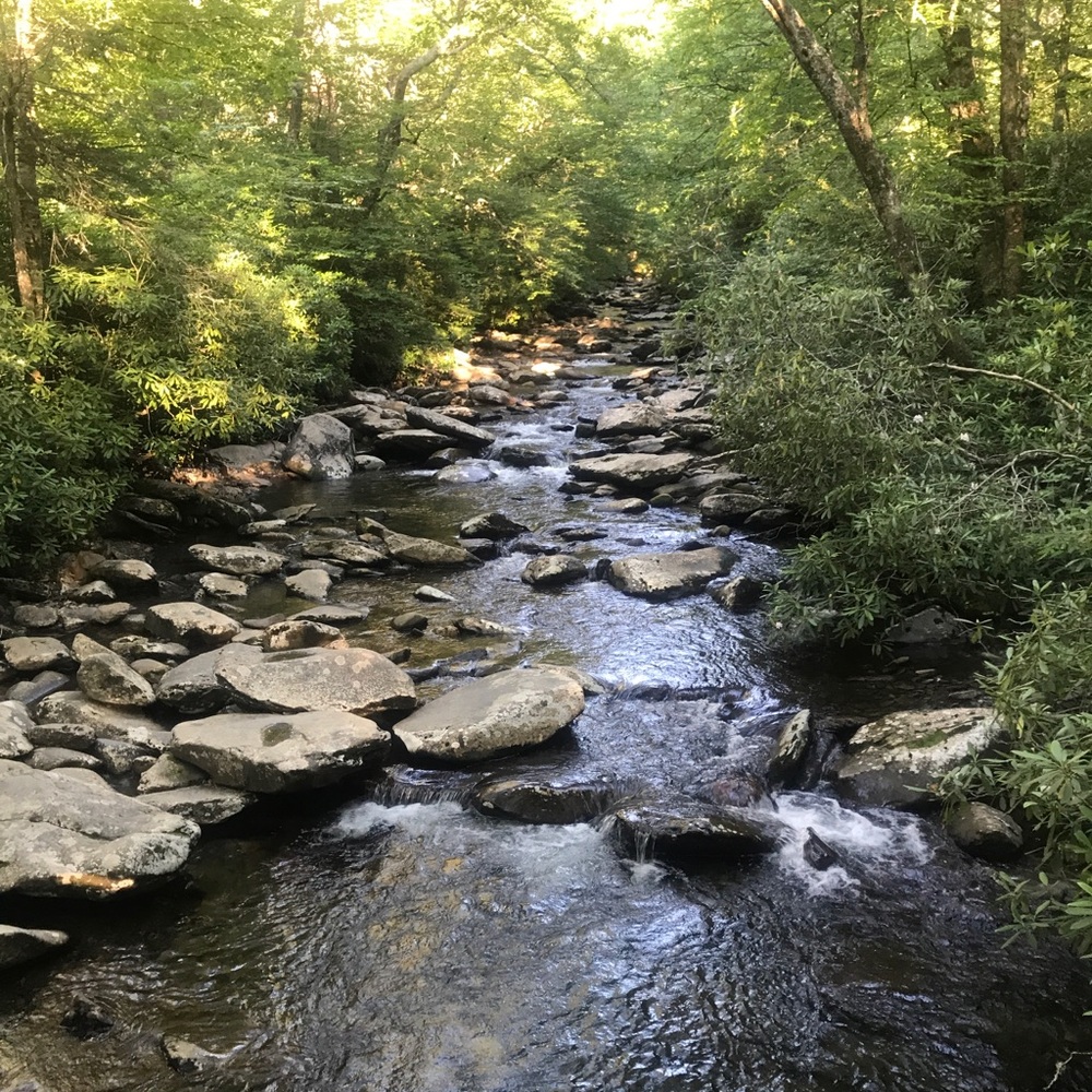 Meet your Posher, Misty